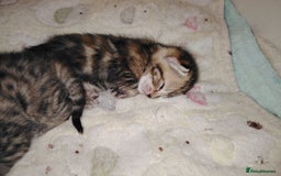 Mixed Breed cats for sale: Two female kitten's available  - Image 9