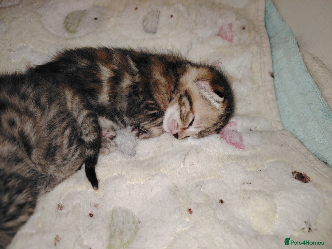 Mixed Breed cats for sale: Two female kitten's available  - Image 9