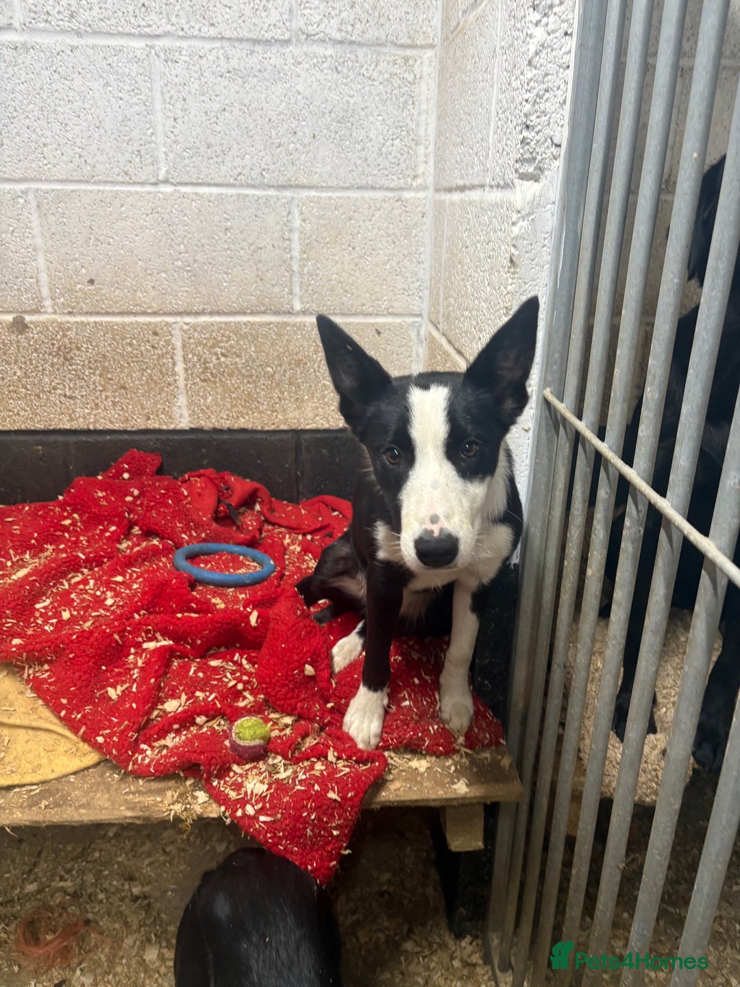 Border Collie dogs for sale: ⭐️6 Month old border Collie puppy⭐️ - Image 3
