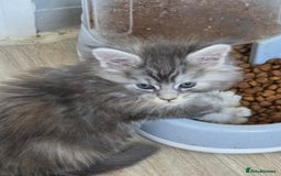 Maine Coon cats for sale: TICA REGISTERED STUNNING MAINE COON KITTENS  in Blackpool - Image 16
