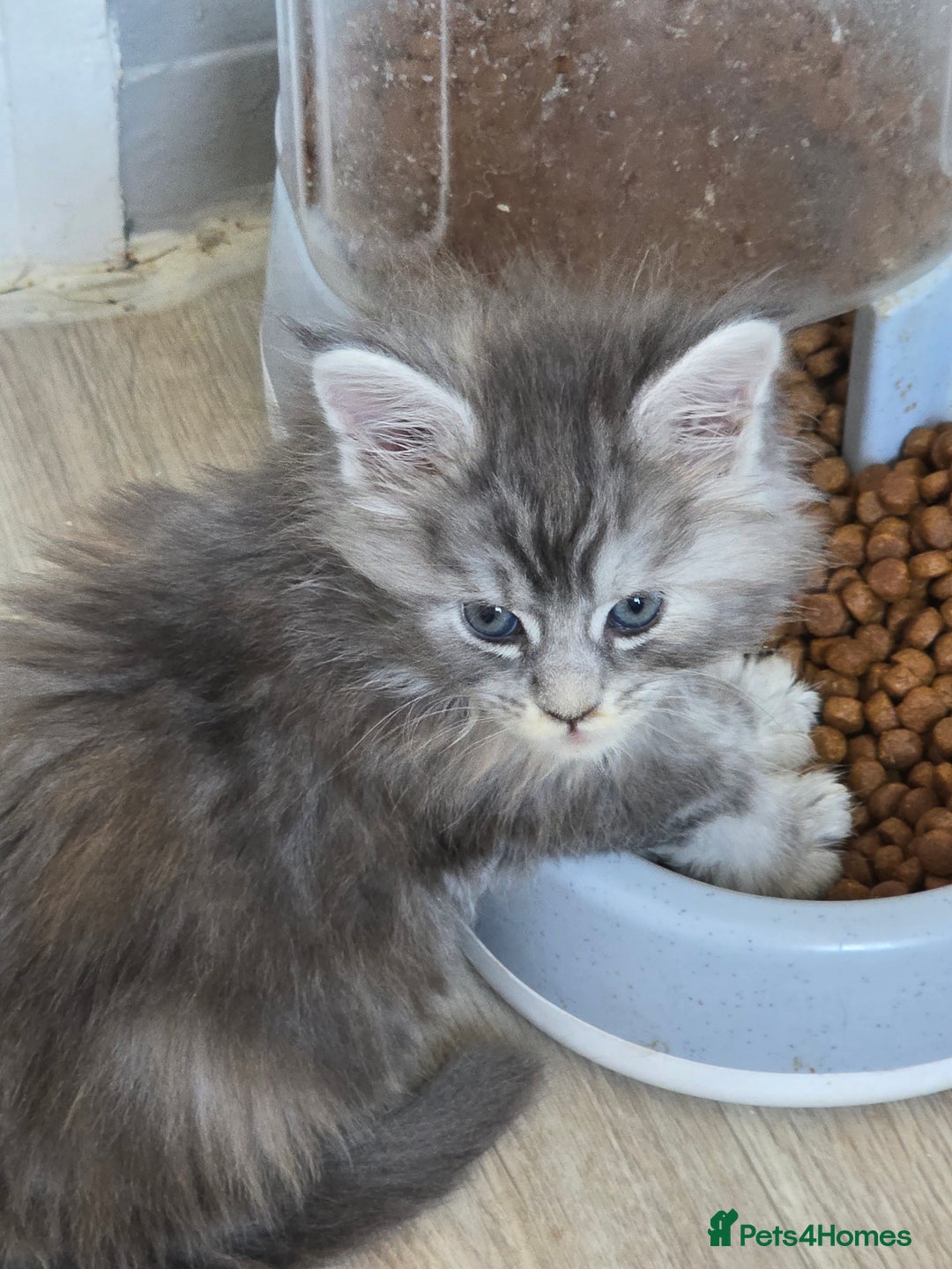 Maine Coon cats for sale: TICA REGISTERED STUNNING MAINE COON KITTENS  in Blackpool - Image 16