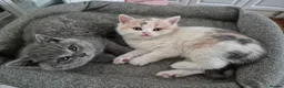 British Shorthair cats for sale: From GCCF Pedigree Parents, gorgeous BSH Kittens  in Bromley - Advert 8