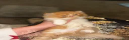 Persian cats for sale: 💖💖🐱💙💙 Persian kittens 💙💙🐱💖💖 - Advert 9