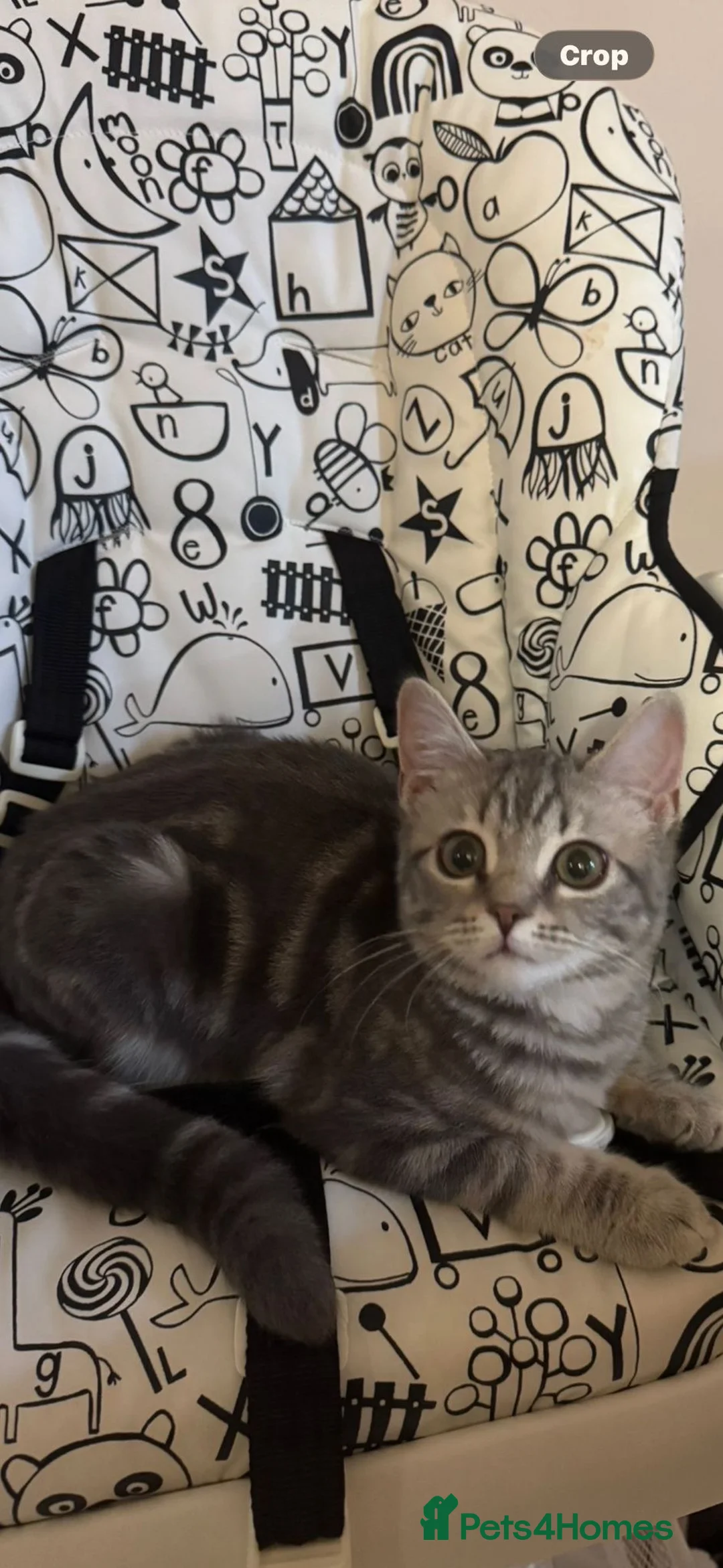 Mixed Breed cats for sale: Bengal x ragdoll kitten  - Advert 2