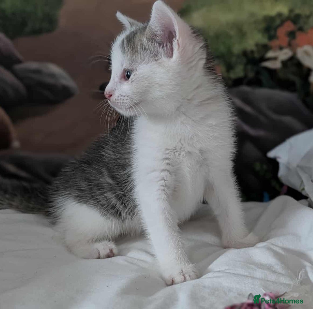 British Shorthair cats for sale: British Short Hair x Domestic Short Hair - Image 10