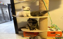 Maine Coon cats for sale: Maine coon cross ragdoll kittens  - Image 11