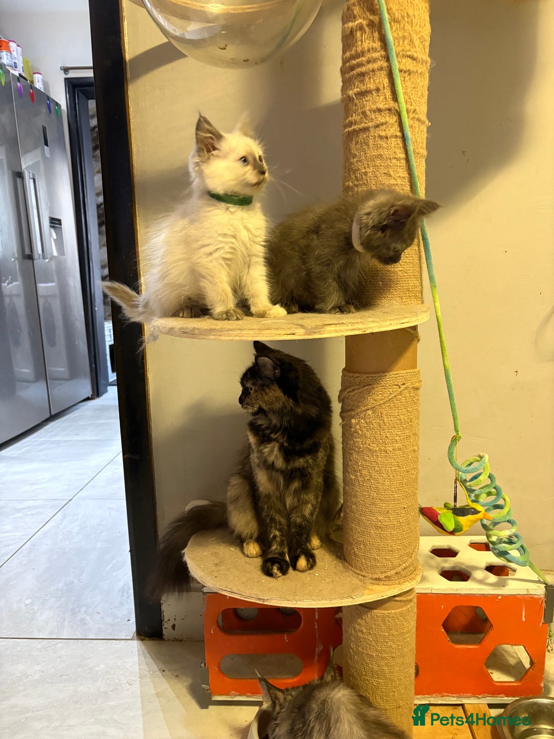 Maine Coon cats for sale: Maine coon cross ragdoll kittens  - Image 11