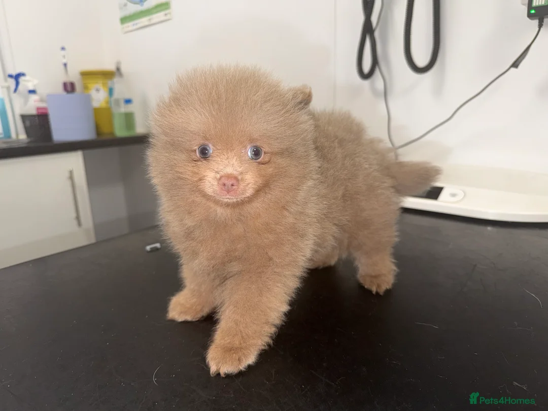 Pomeranian dogs for sale: 💜🩷 LILAC FEMALE POMERANIAN 🩷💜 - Advert 7