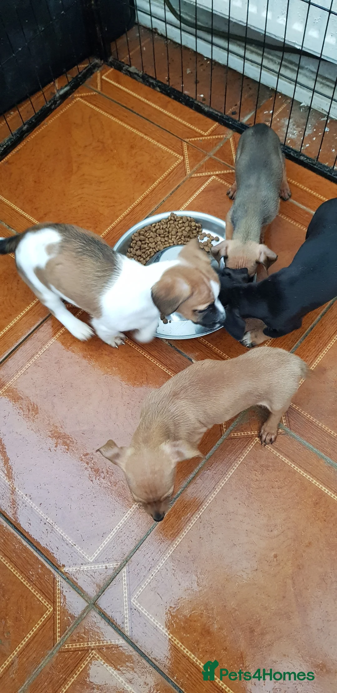 Chiweenie dogs for sale: Chiweenie pups for sale in Rowley Regis - Advert 11