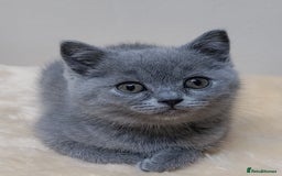 Scottish Fold cats for sale: Scottish fold / straight kittens for sale  - Image 9