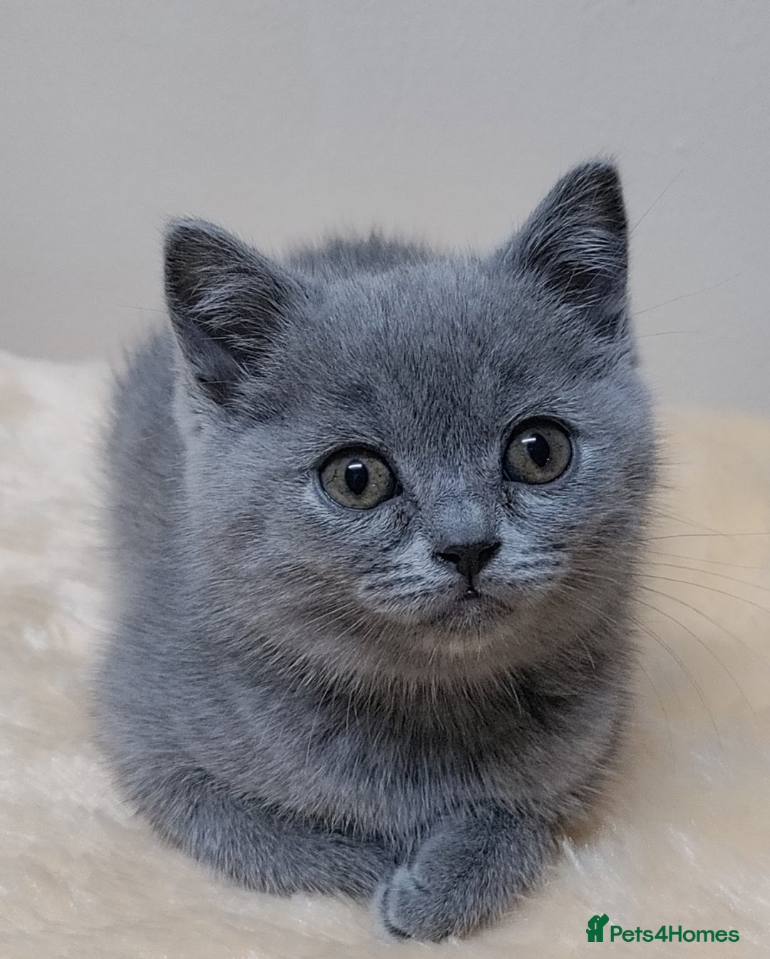 Scottish Fold cats for sale: Scottish fold / straight kittens for sale  - Image 9