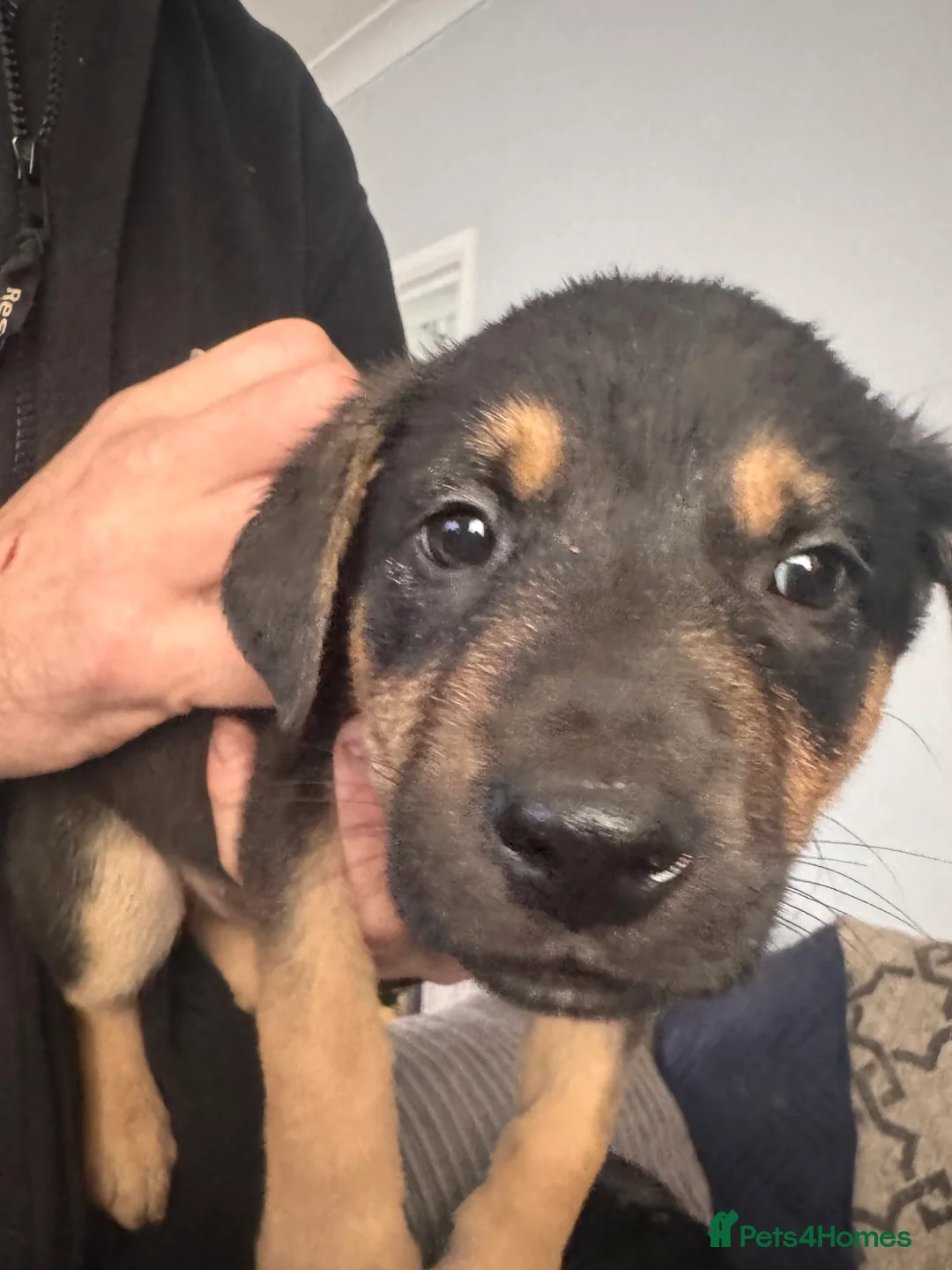 Mixed Breed dogs for sale: Staffy x belgian malinois  - Advert 1