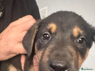 Mixed Breed dogs Staffy x belgian malinois - Advert 3