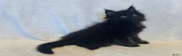 Maine Coon cats for sale: Stunning TICA Maine Coon Kittens active possible  - Advert 22