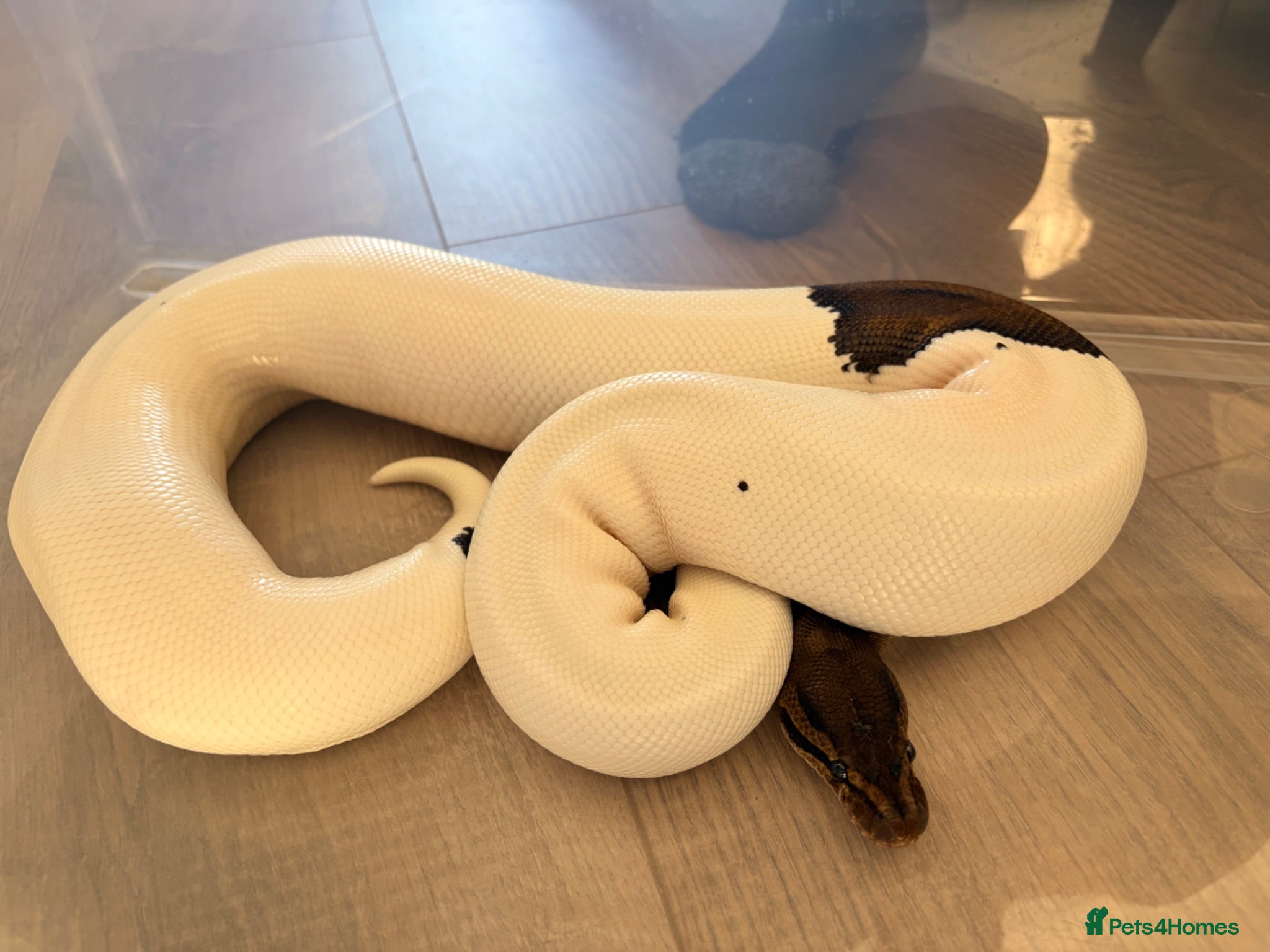 Python Snake reptiles Black Pastel Pied male  - Advert 2
