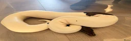 Python Snake reptiles for sale: Black Pastel Pied male  - Advert 1