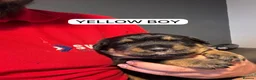 Rottweiler dogs for sale: ONLY ONE BOY LEFT - Advert 9