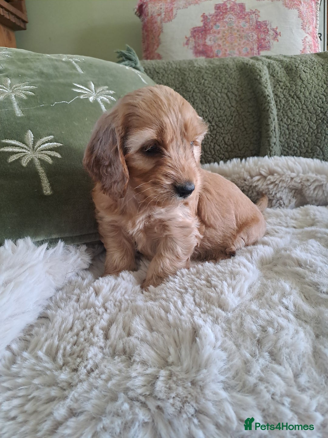 Cockapoo dogs for sale: Cockapoo puppies - Image 3