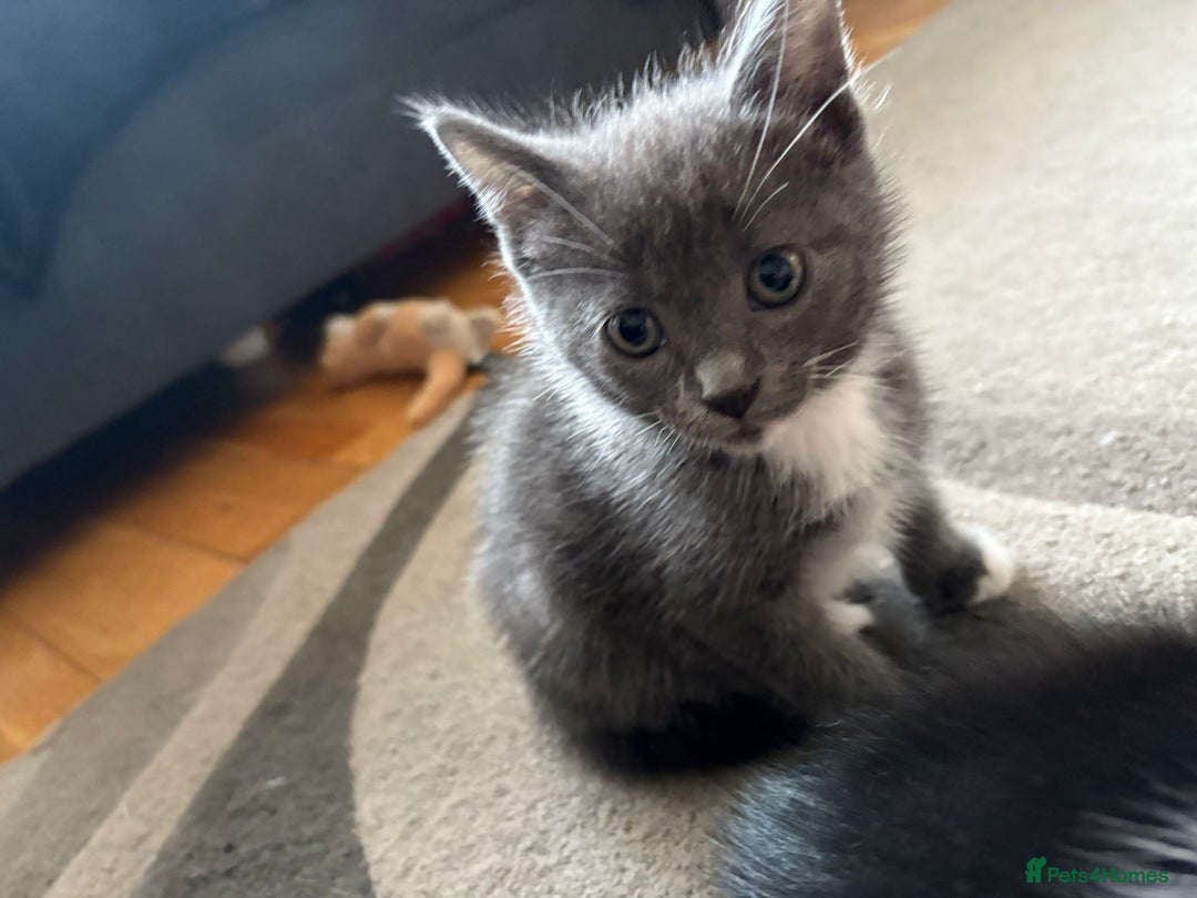 Mixed Breed cats for sale: Gorgeous Half ragdoll kittens - Image 10