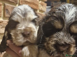 Cocker Spaniel dogs Lovely show Cocker spaniel puppies 🐶 - Advert 1