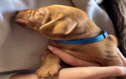 Hungarian Vizsla dogs for sale: Gorgeous KC Hungarian Vizsla puppies - Image 5