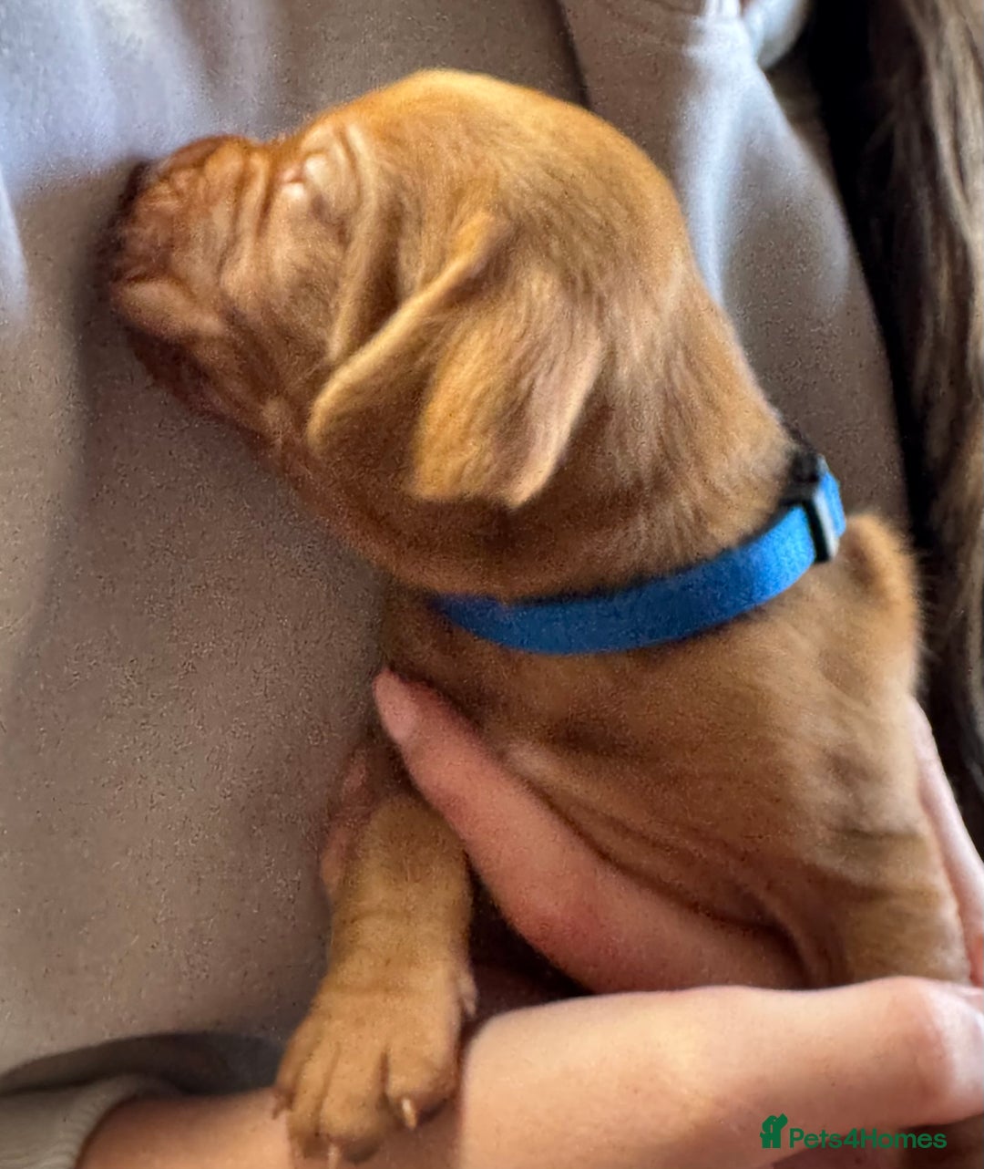 Hungarian Vizsla dogs for sale: Gorgeous KC Hungarian Vizsla puppies - Image 5