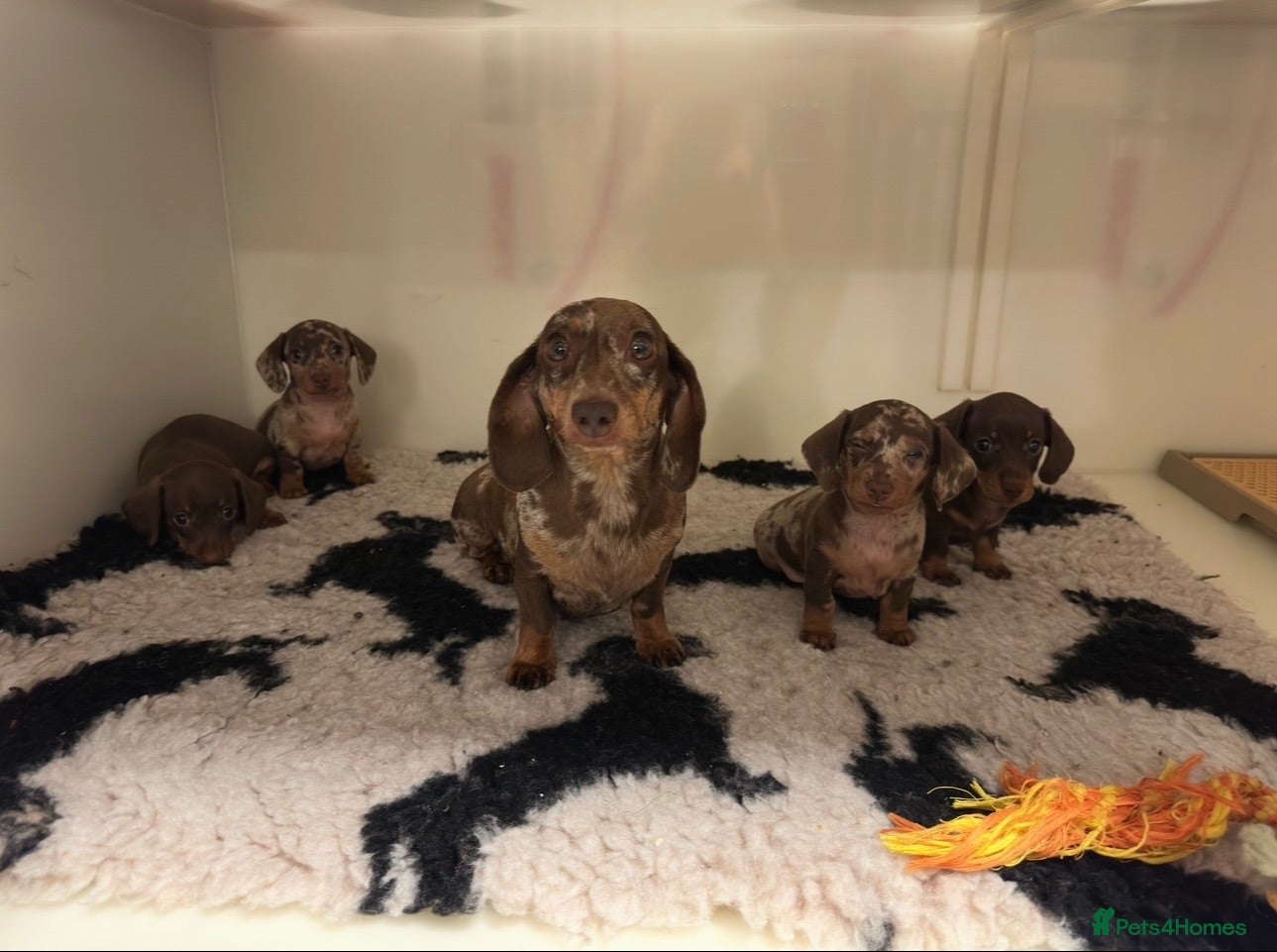 Miniature Dachshund dogs Kc reg pra minature dachunds  - Advert 1