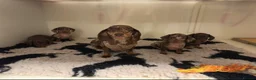 Miniature Dachshund dogs for sale: Kc reg pra minature dachunds  - Advert 1