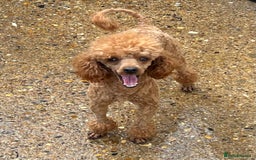 Mixed Breed dogs for sale: 🐾 Gorgeous Doxiepoo Puppies – Ready Soon! 🐾 - Image 12