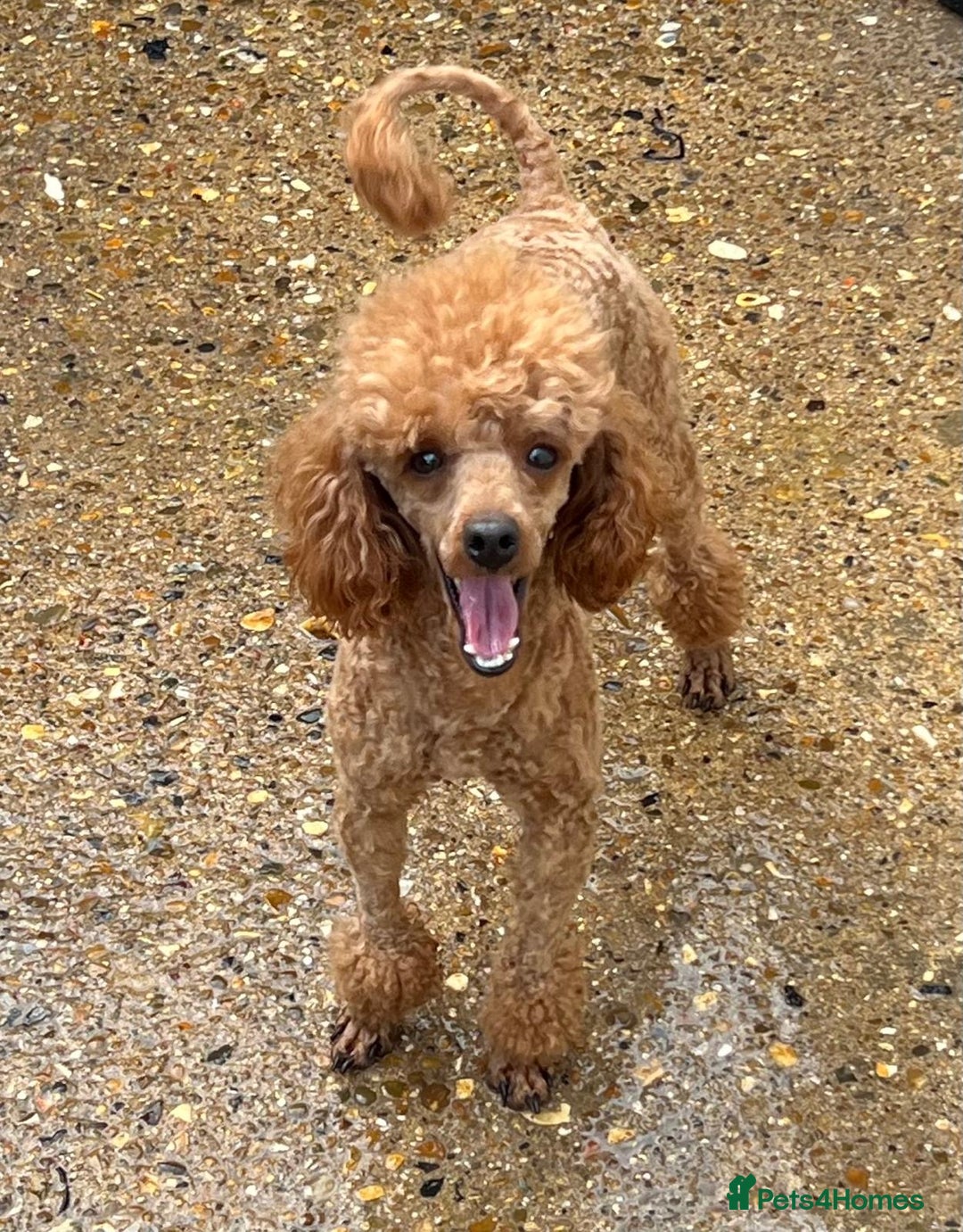 Mixed Breed dogs for sale: 🐾 Gorgeous Doxiepoo Puppies – Ready Soon! 🐾 - Image 12