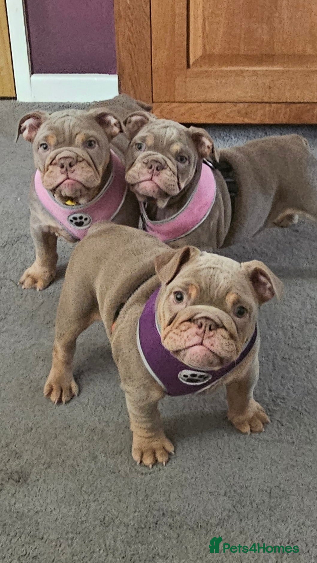 English Bulldog dogs  English Bulldogs - Advert 9