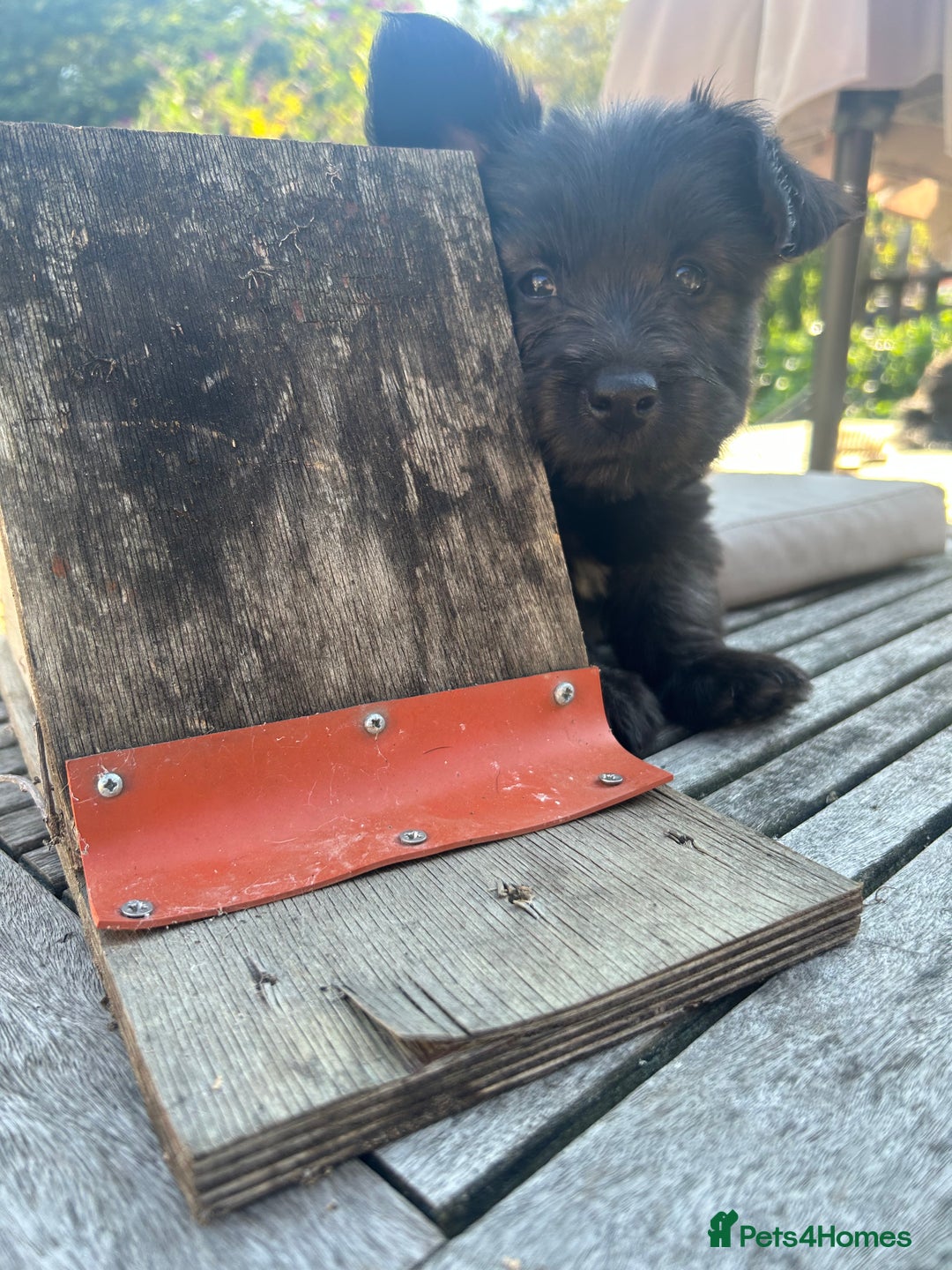 Skye Terrier dogs for sale: Gorgeous gamekeeper bred chunky Skye terrier pups  - Image 2