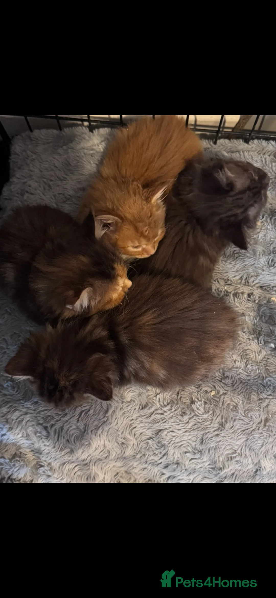 Ragdoll cats for sale: Ragdoll kittens for sale in Horsham - Advert 5