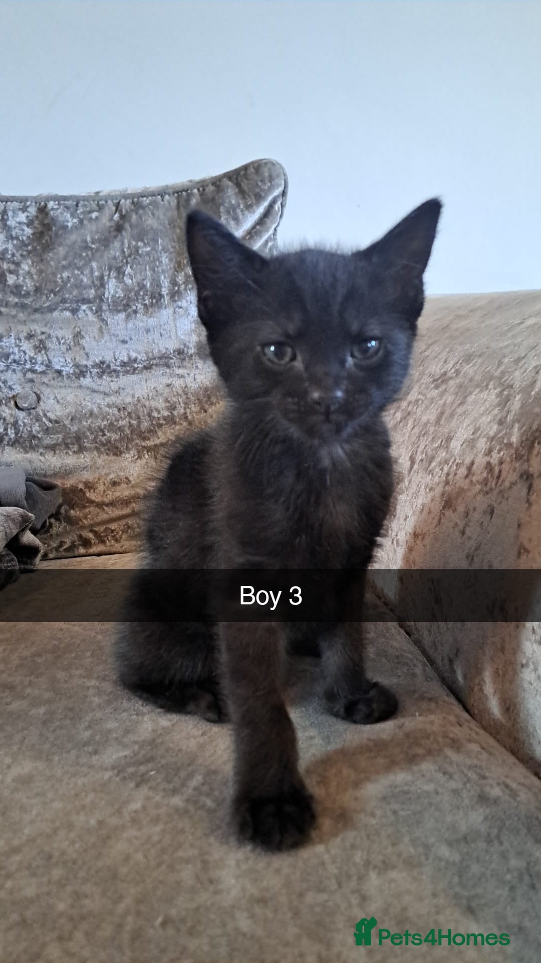 Mixed Breed cats for sale: Stunning black and ghost/black tabby kittens - Image 9