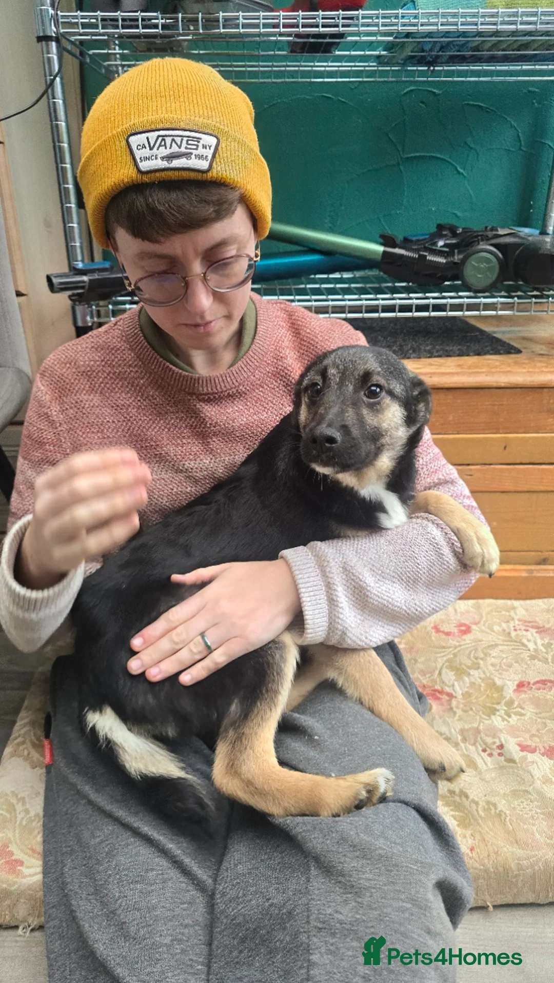 Mixed Breed dogs for adoption: Roquefort for Adoption!  - Advert 4