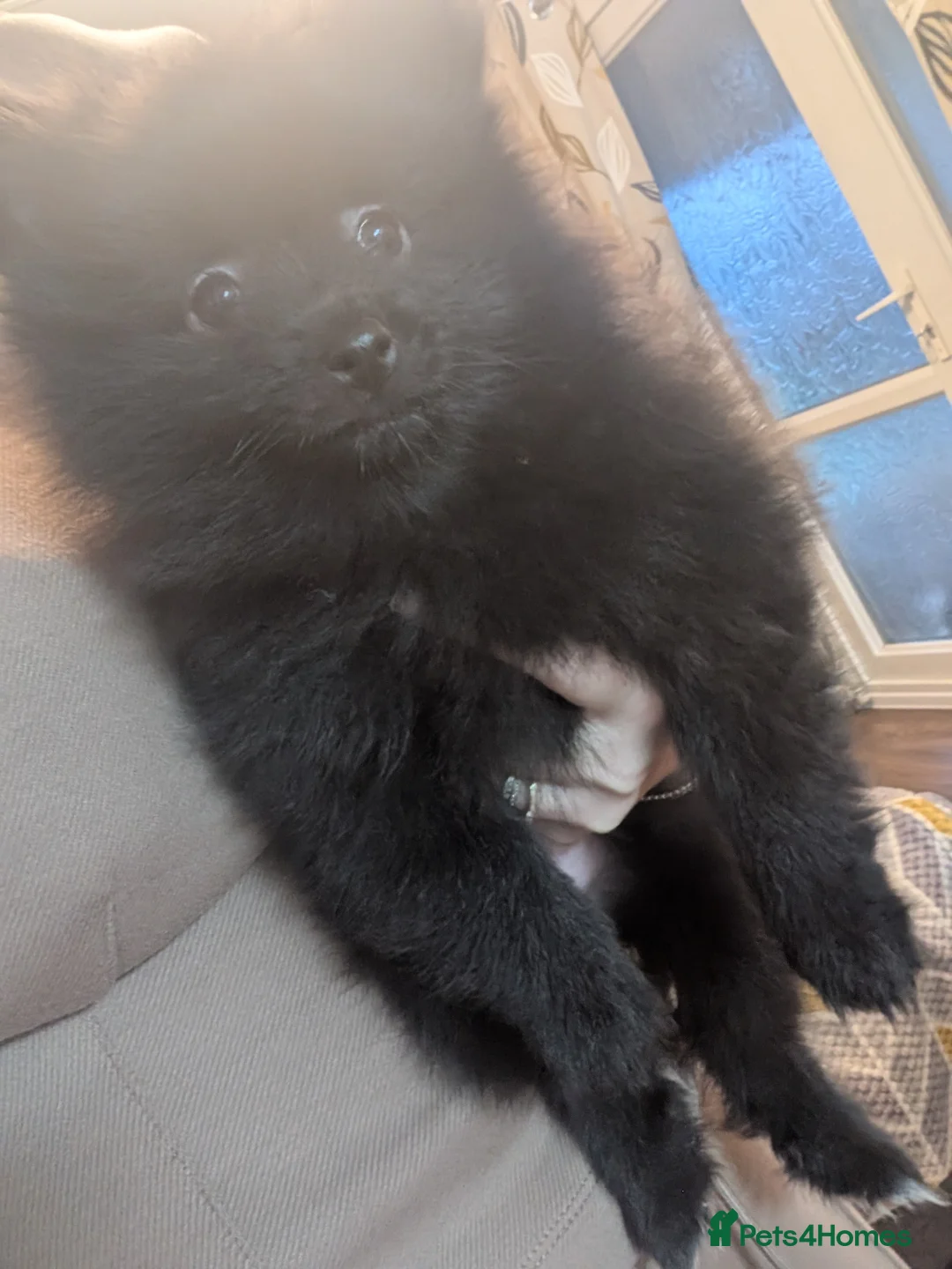 Pomeranian dogs for sale: Miniature Pomeranians - Advert 14