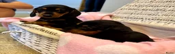 Miniature Dachshund dogs for sale: Beautiful Miniature Dachshunds - 2 boys left - Advert 14
