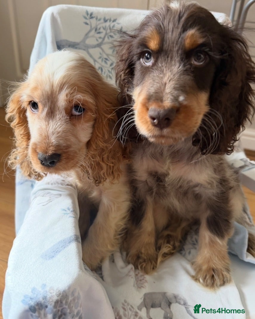 Cocker Spaniel dogs Clover Spaniels KC Registered Show Cocker Puppies - Advert 1