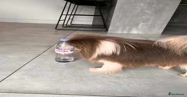 Pomeranian dogs - Advert 2