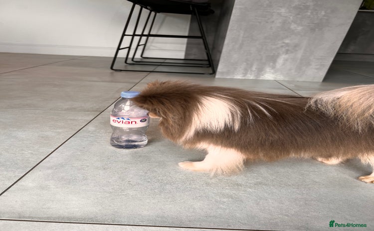 Pomeranian dogs - Advert 1