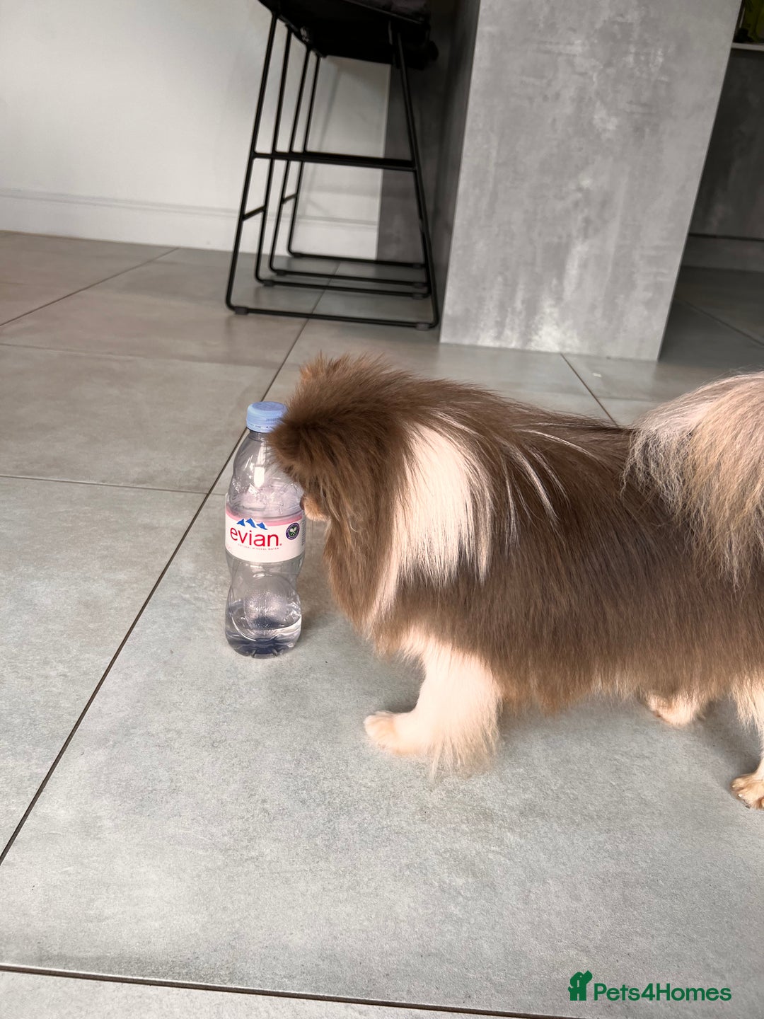 Pomeranian dogs for sale: Gorgeous Lilac Pomeranian Girl  - Image 1