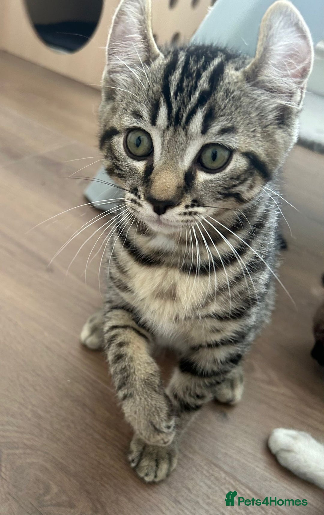 Keetso cats for sale: Reduced Ready now Last 1, Rare Jungle Curl Kittens in Portsmouth - Image 21