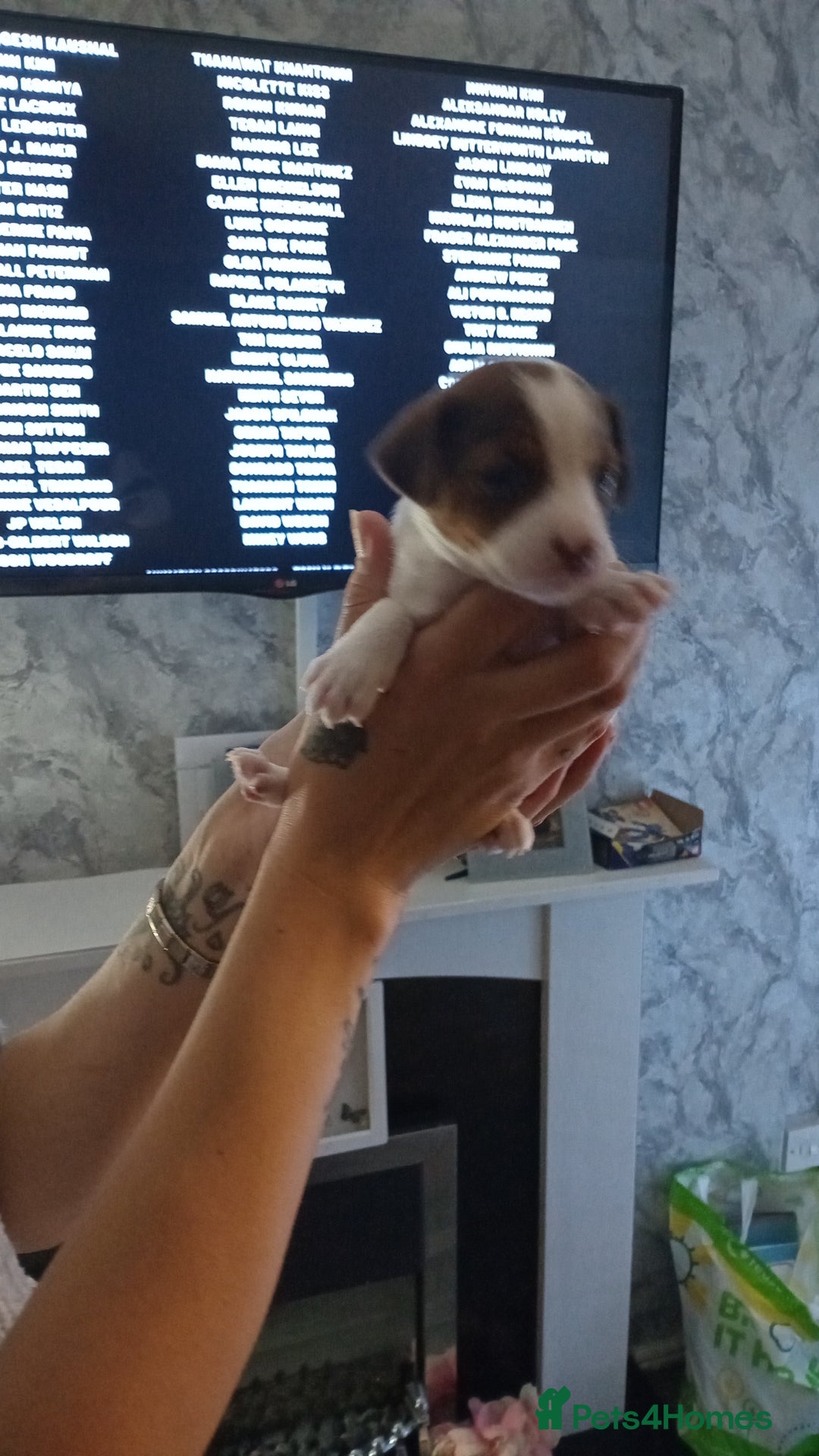 Patterjack dogs for sale: Patterjack/jackrussel - Image 7