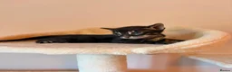 Bengal cats for sale: Tempest Bengala TICA registered kittens  - Advert 12