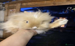 Lionhead rabbits for sale: 2 boys rabbits w blue eyes left to purchase  - Image 13