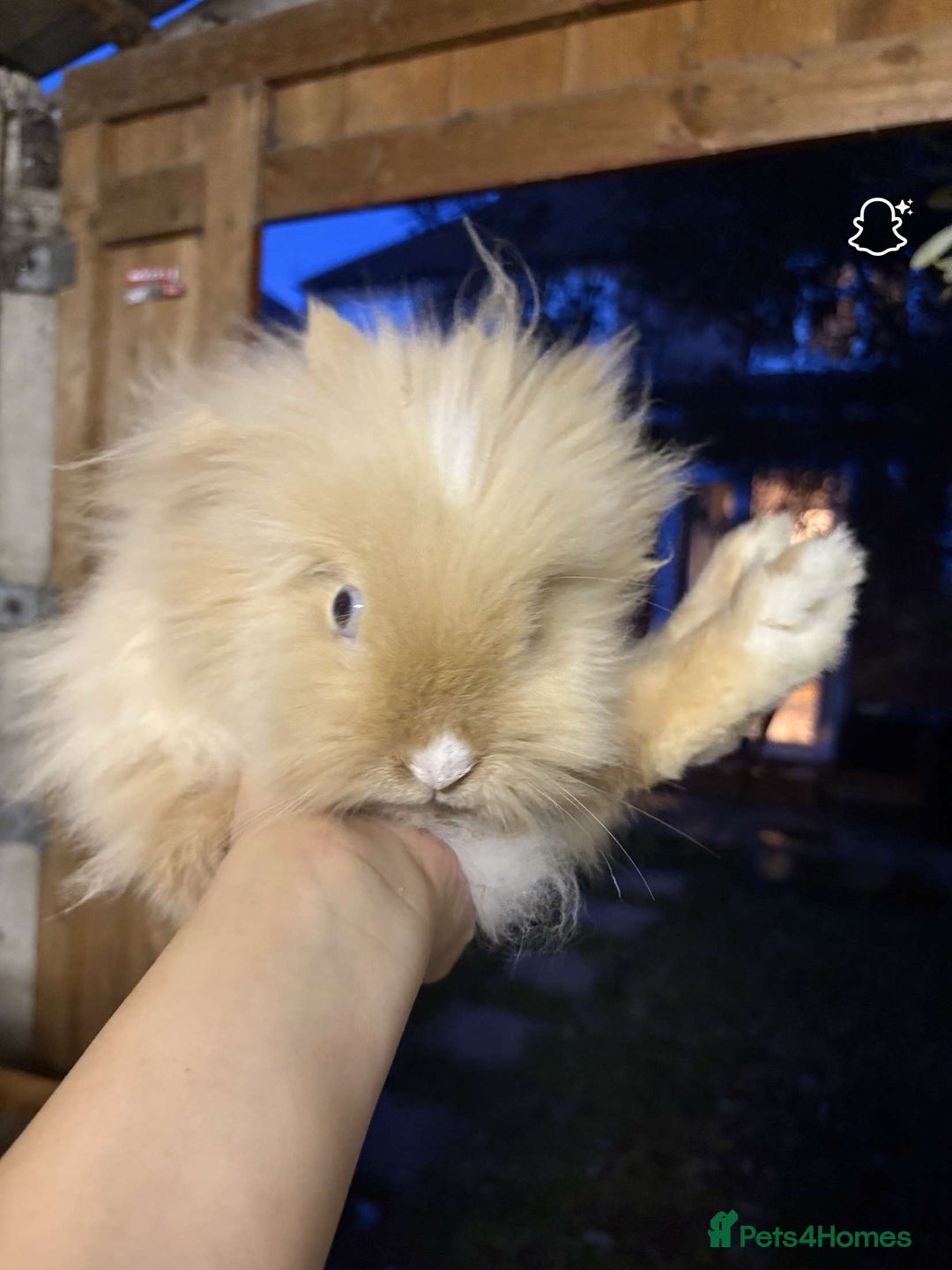 Lionhead rabbits for sale: 2 boys rabbits w blue eyes left to purchase  - Image 13