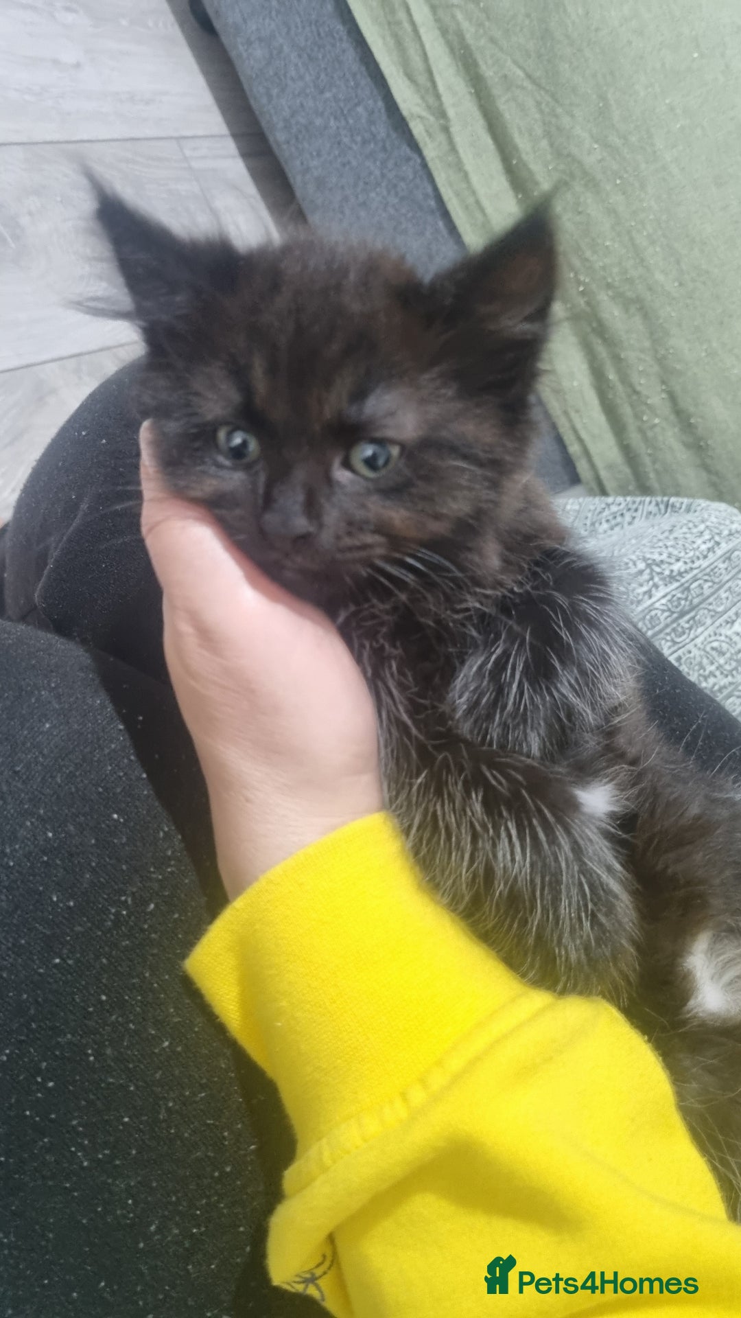 Turkish Angora cats for sale: Beautiful Fluffy Kittens Looking for Loving Homes - Image 33