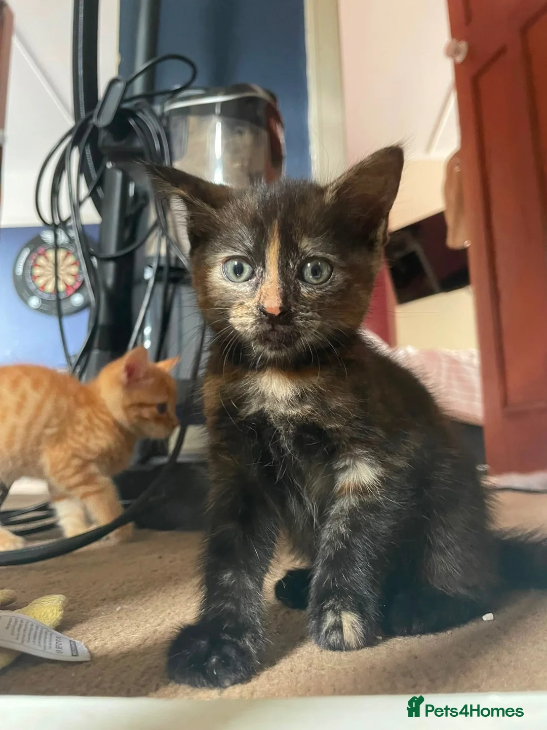 Mixed Breed cats for sale: 2 beautiful female kittens  - Advert 2