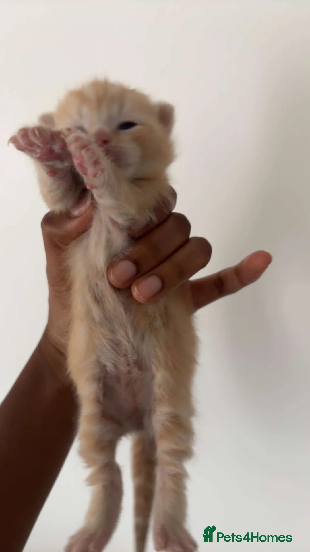 Mixed Breed cats for sale: Kittens  in Gloucester - Advert 2