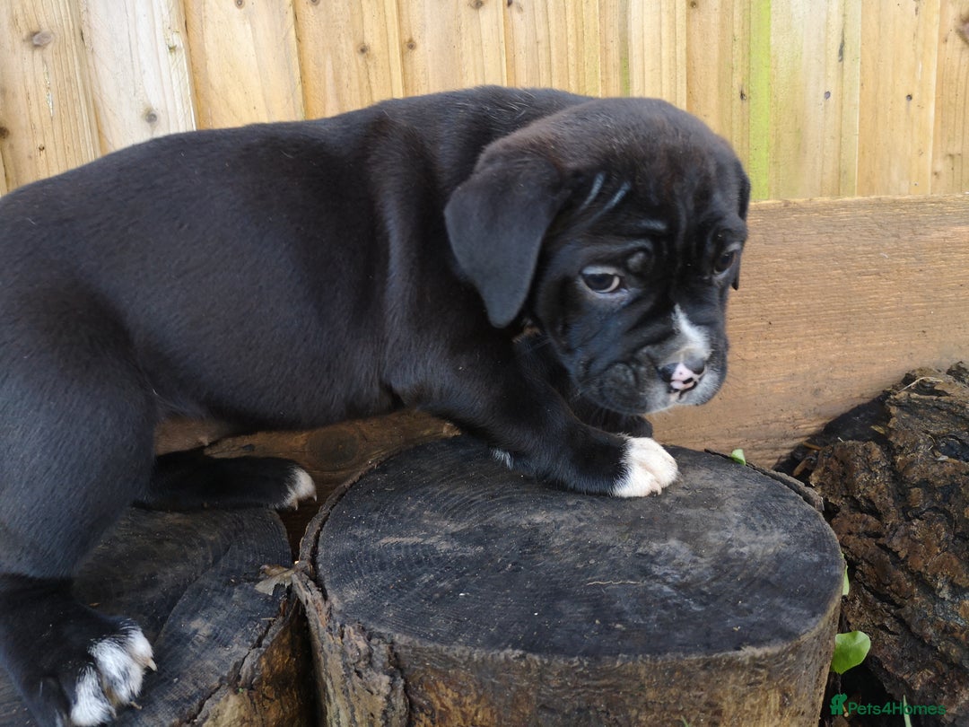 Mixed Breed dogs for sale: Olde english bulldogge x cane corso puppies  - Advert 13